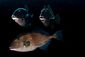 Triggerfish